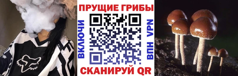 мега сайт  Ветлуга  Галлюциногенные грибы MAGIC MUSHROOMS  сколько стоит 